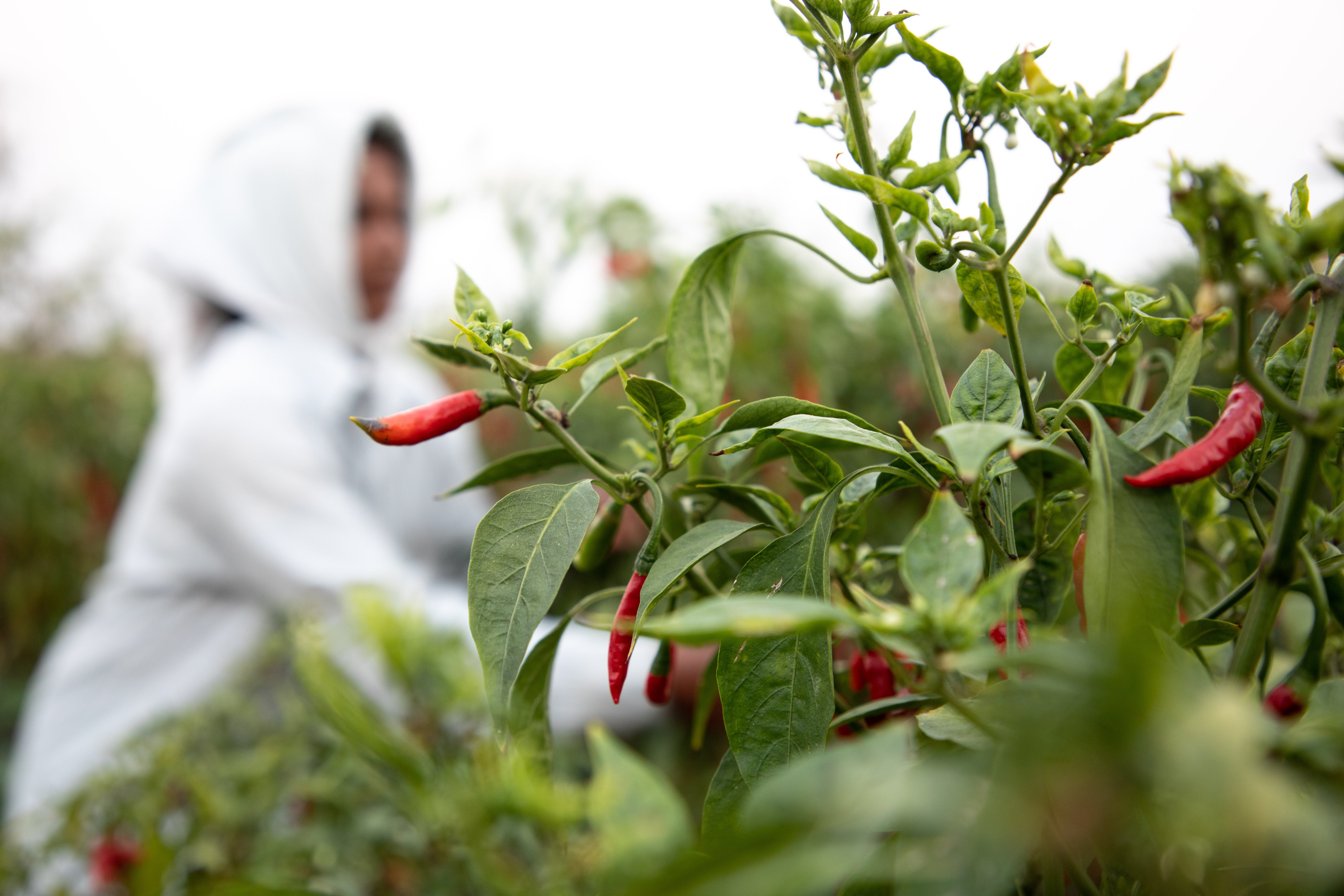 Nu kan Sandhya gå i skolan istället för att arbeta. 